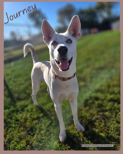 Enlarge Journey, a Adoptable mixed breed in De Soto, IA image 5/5