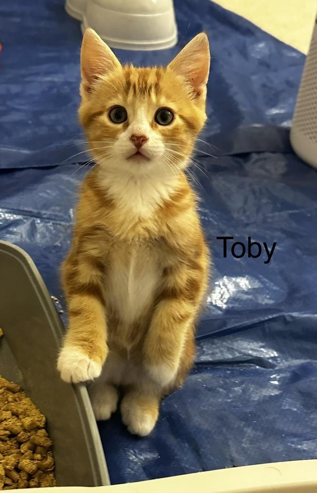 Toby (Lightwell Litter), Adopted, Kitten Male Domestic Short Hair.