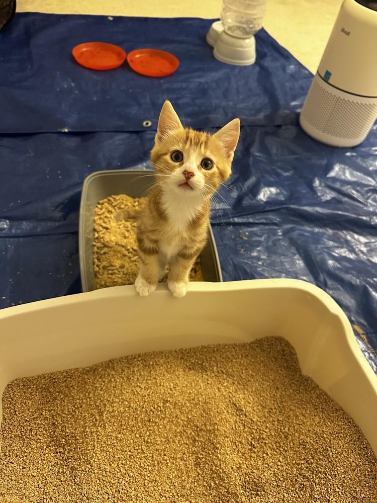 Enlarge Toby (Lightwell Litter), a Adopted Domestic Short Hair in Telford, PA image 2/2