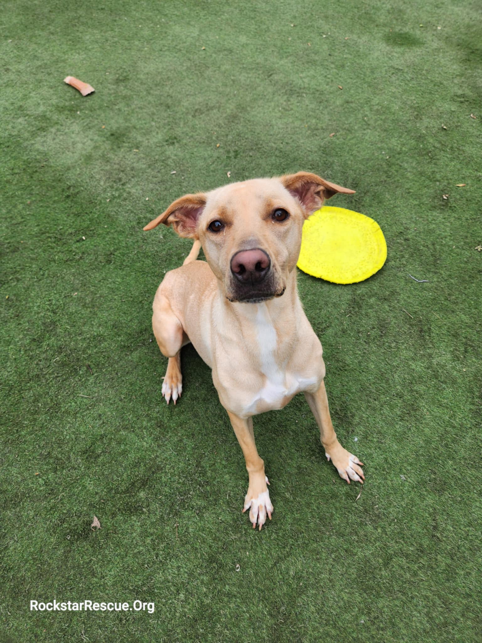 Cucumber, Young Female Labrador Retriever