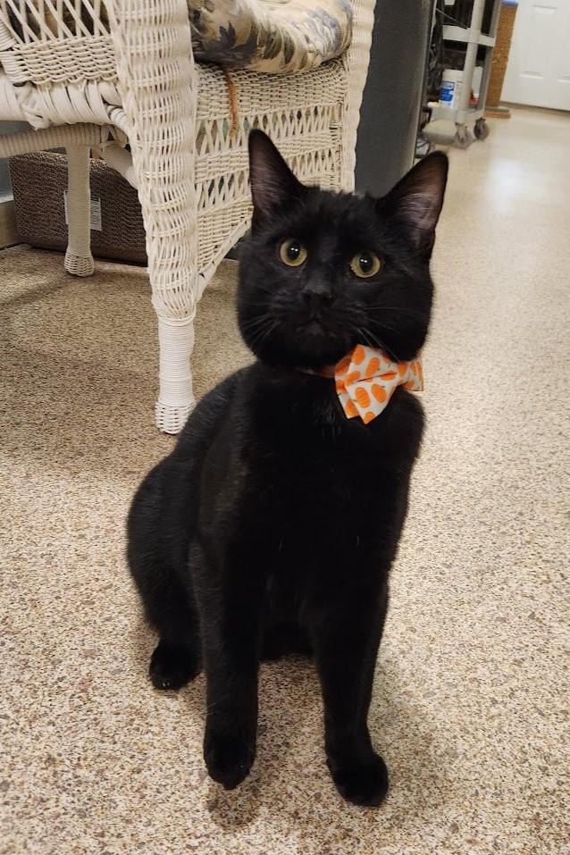 Enlarge Howard, a ADOPTABLE Domestic Short Hair in Elizabeth, IL image 1/4