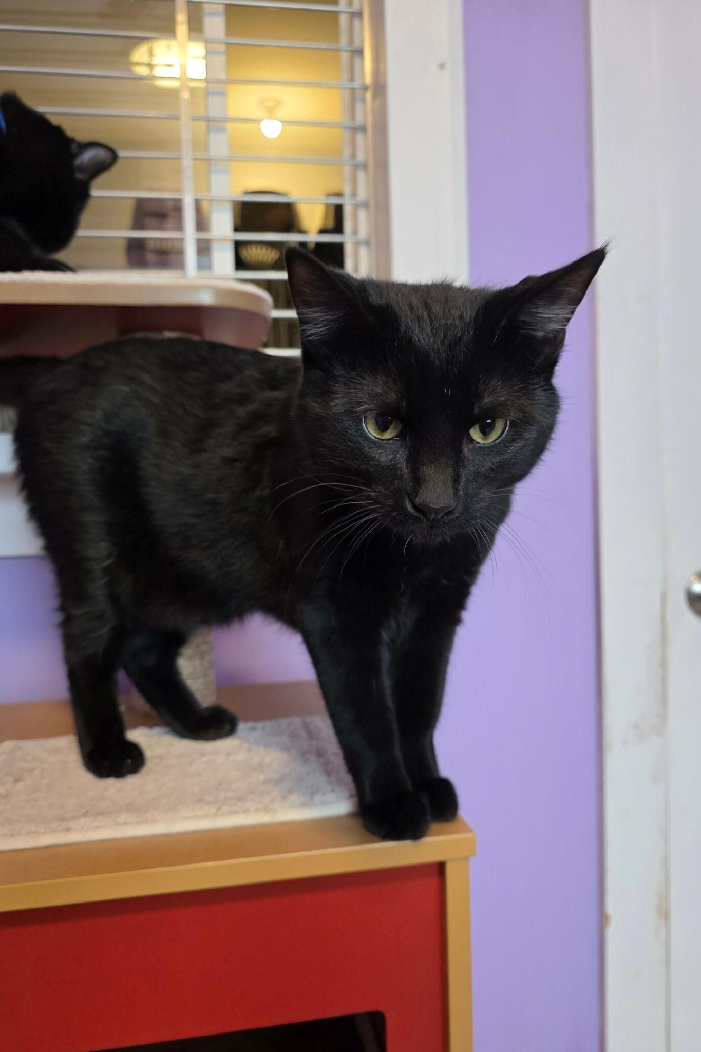 Enlarge Howard, a ADOPTABLE Domestic Short Hair in Elizabeth, IL image 2/4