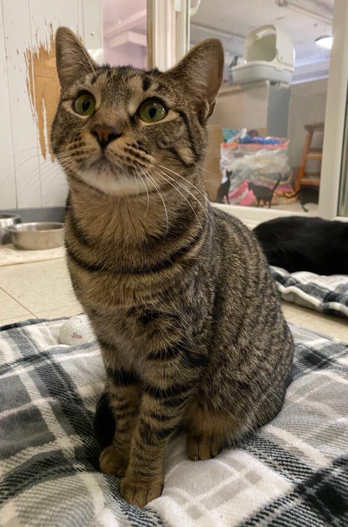 Enlarge MARILYN, a Adoptable mixed breed in Lemoore, CA image 2/4