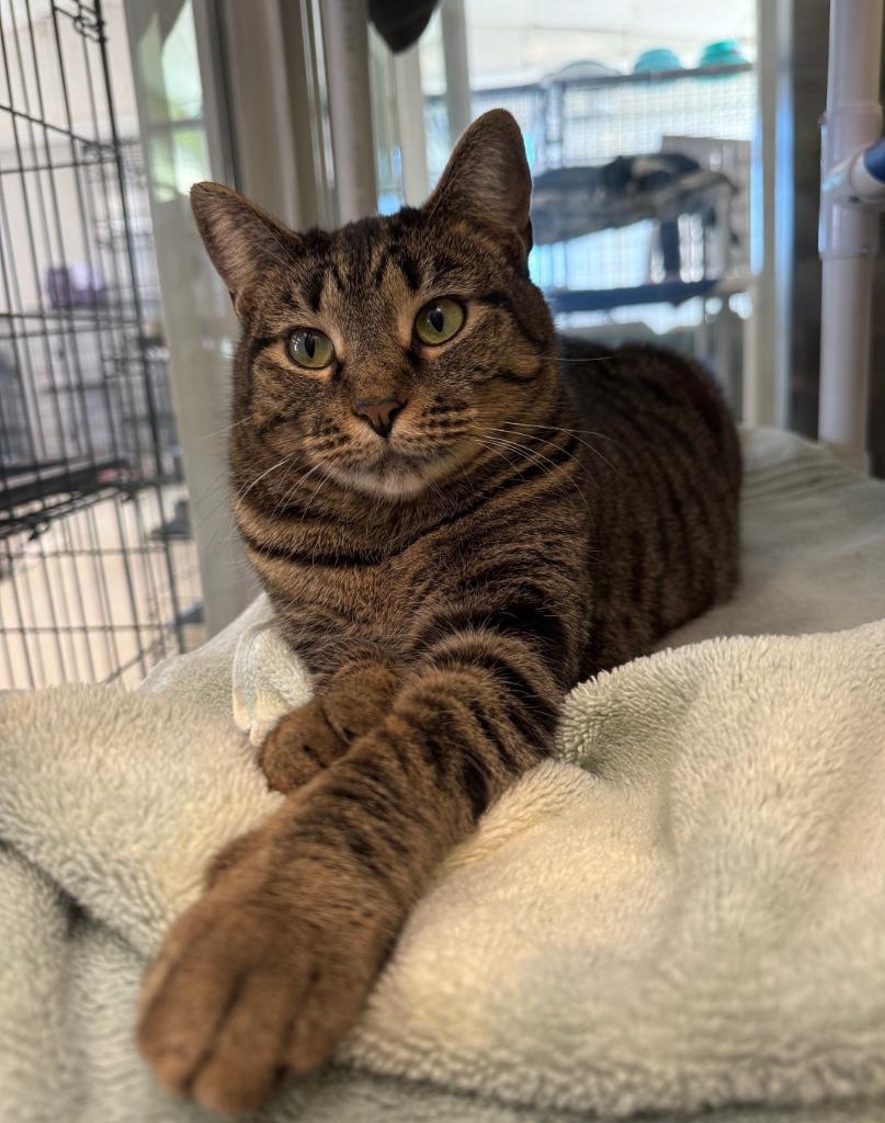 Enlarge MARILYN, a Adoptable mixed breed in Lemoore, CA image 3/4