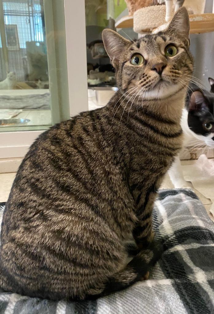 Enlarge MARILYN, a Adoptable mixed breed in Lemoore, CA image 3/3