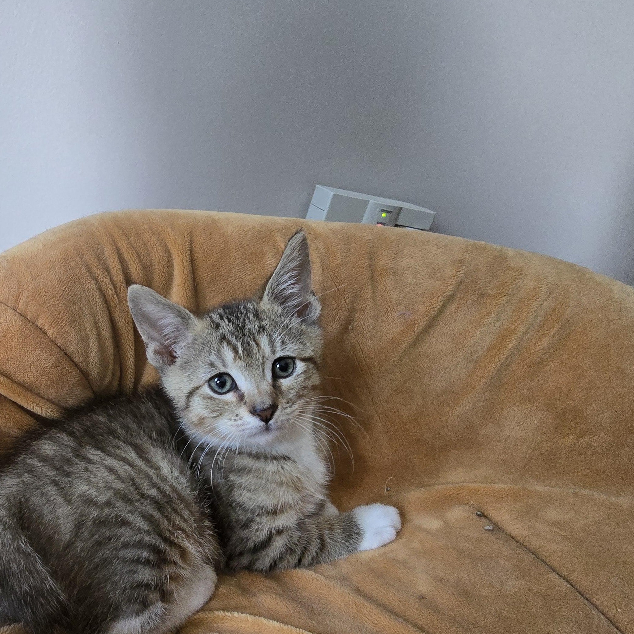 Enlarge Kent, a Adopted Tabby in Woodbridge, NJ image 2/2