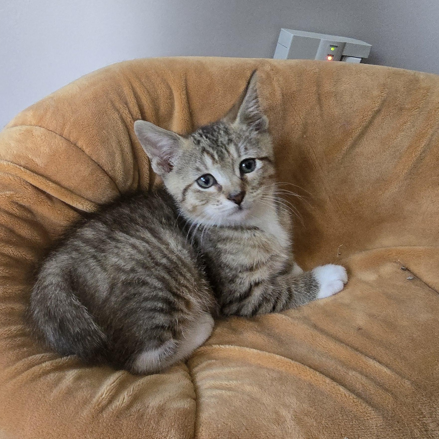 Kent, Adopted, Kitten Male Tabby.