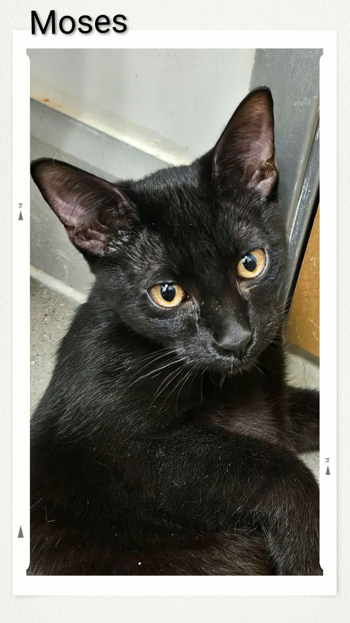 Enlarge Moses, a Adoptable Domestic Short Hair in Caistor Centre, ON image 1/1