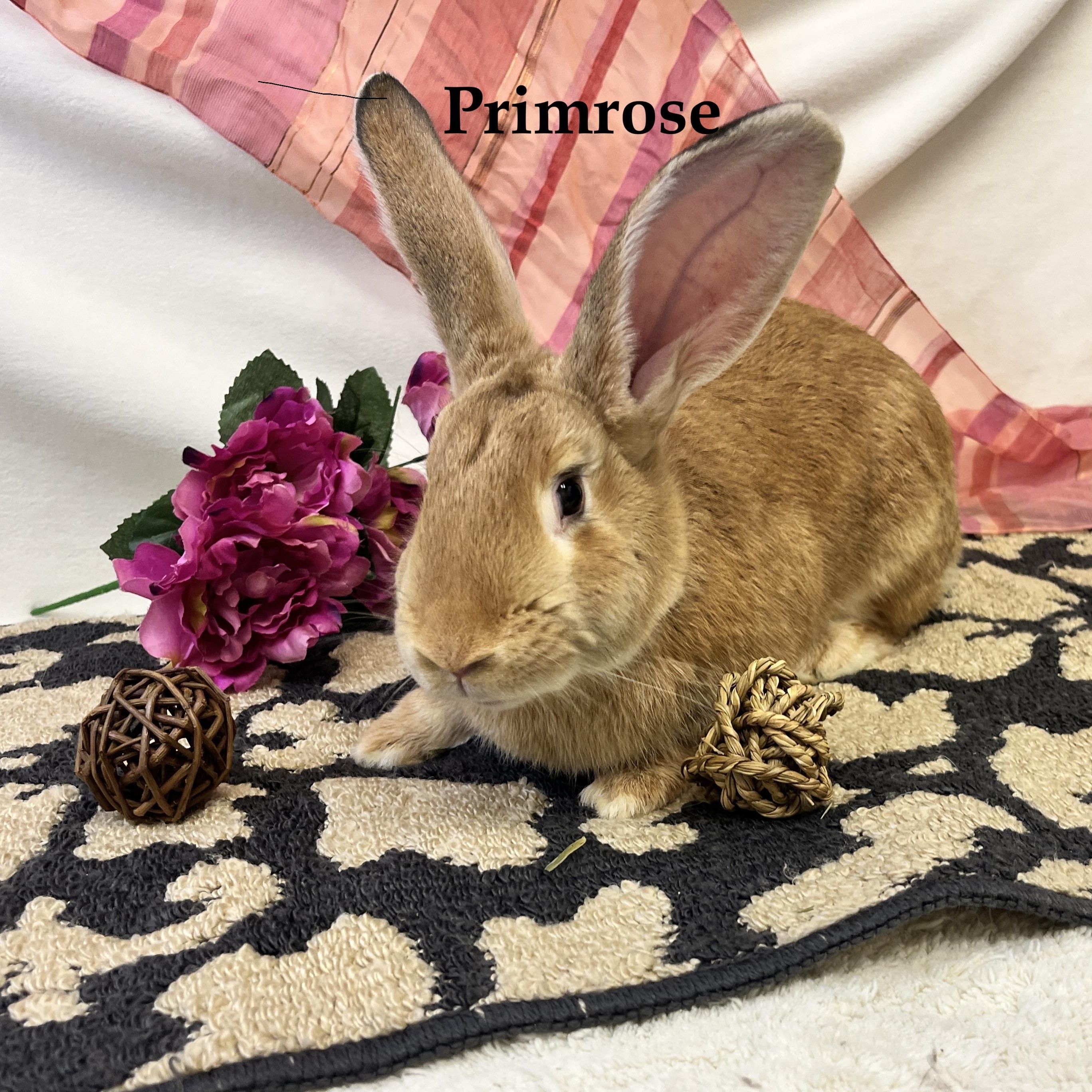 PrimRose, a Adoptable mixed breed in Oakland, CA image 2/6
