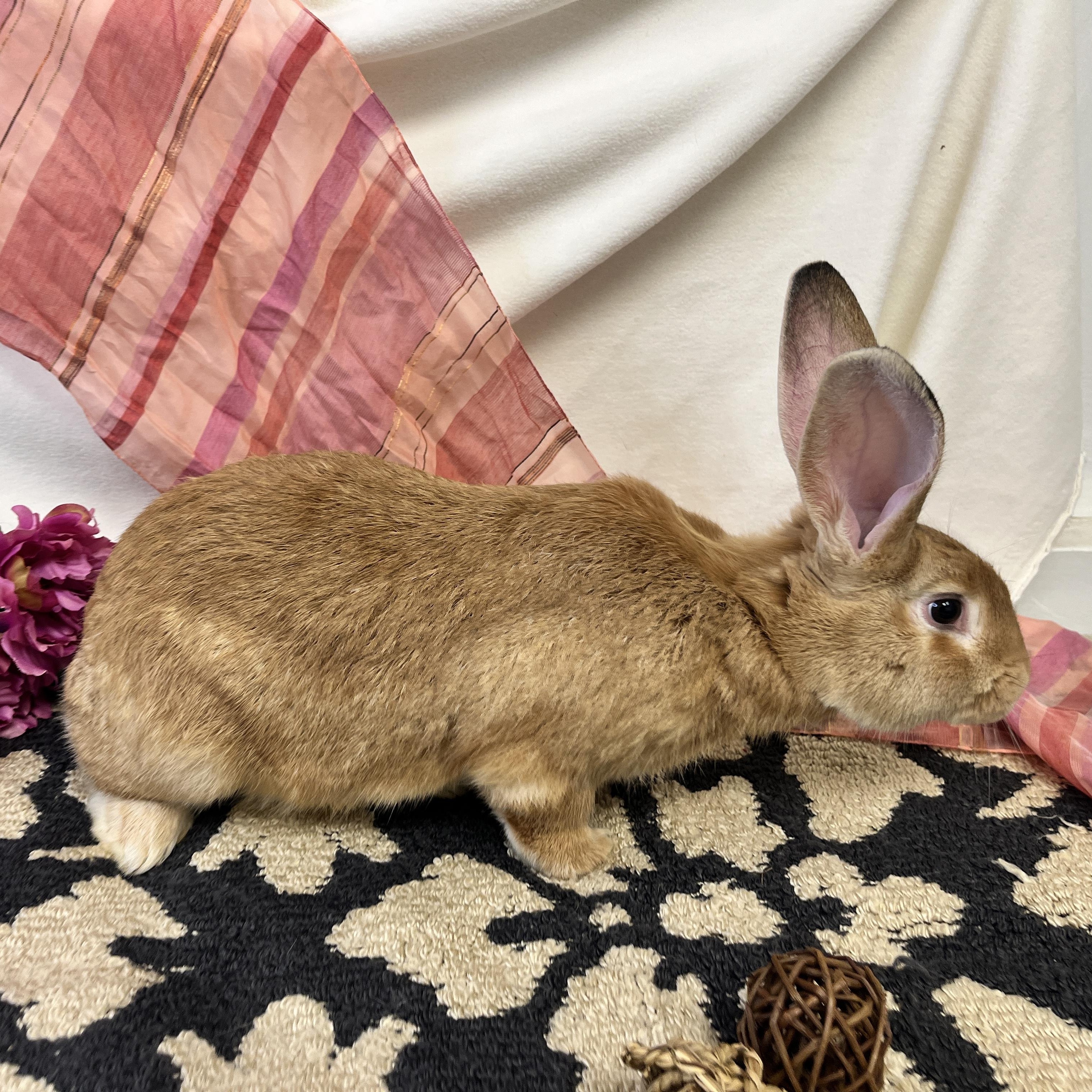 PrimRose, a Adoptable mixed breed in Oakland, CA image 5/6