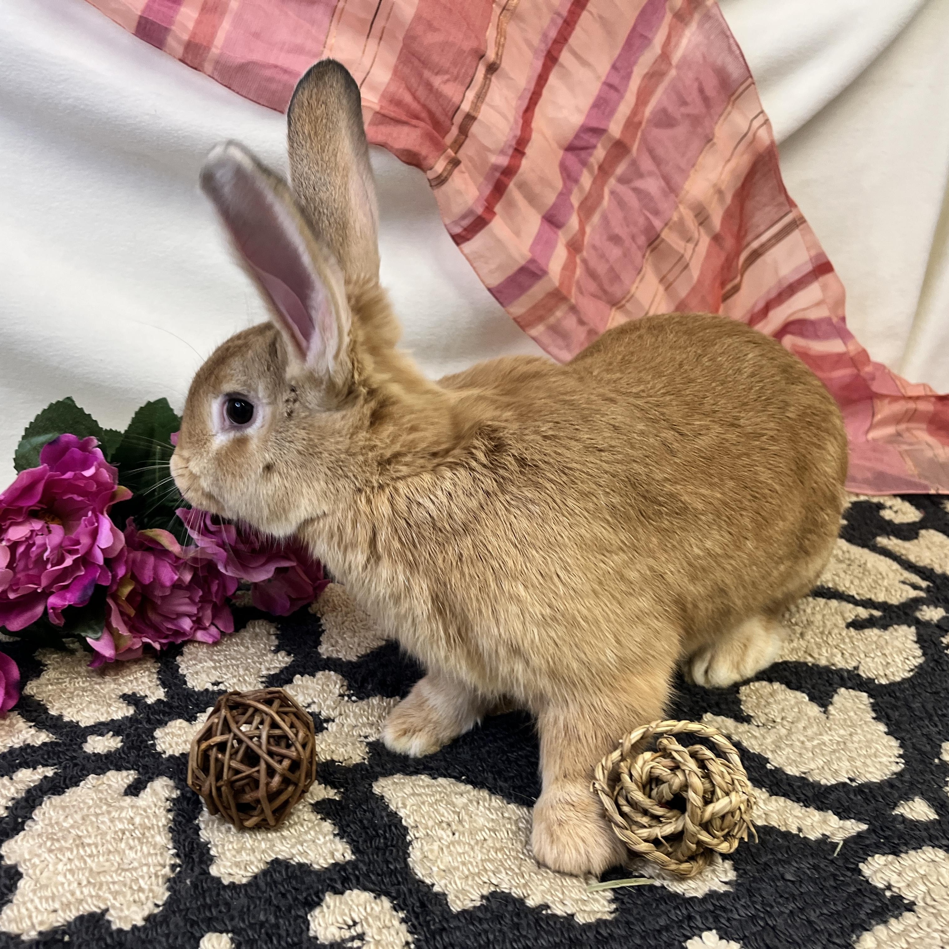 PrimRose, a Adoptable mixed breed in Oakland, CA image 3/6