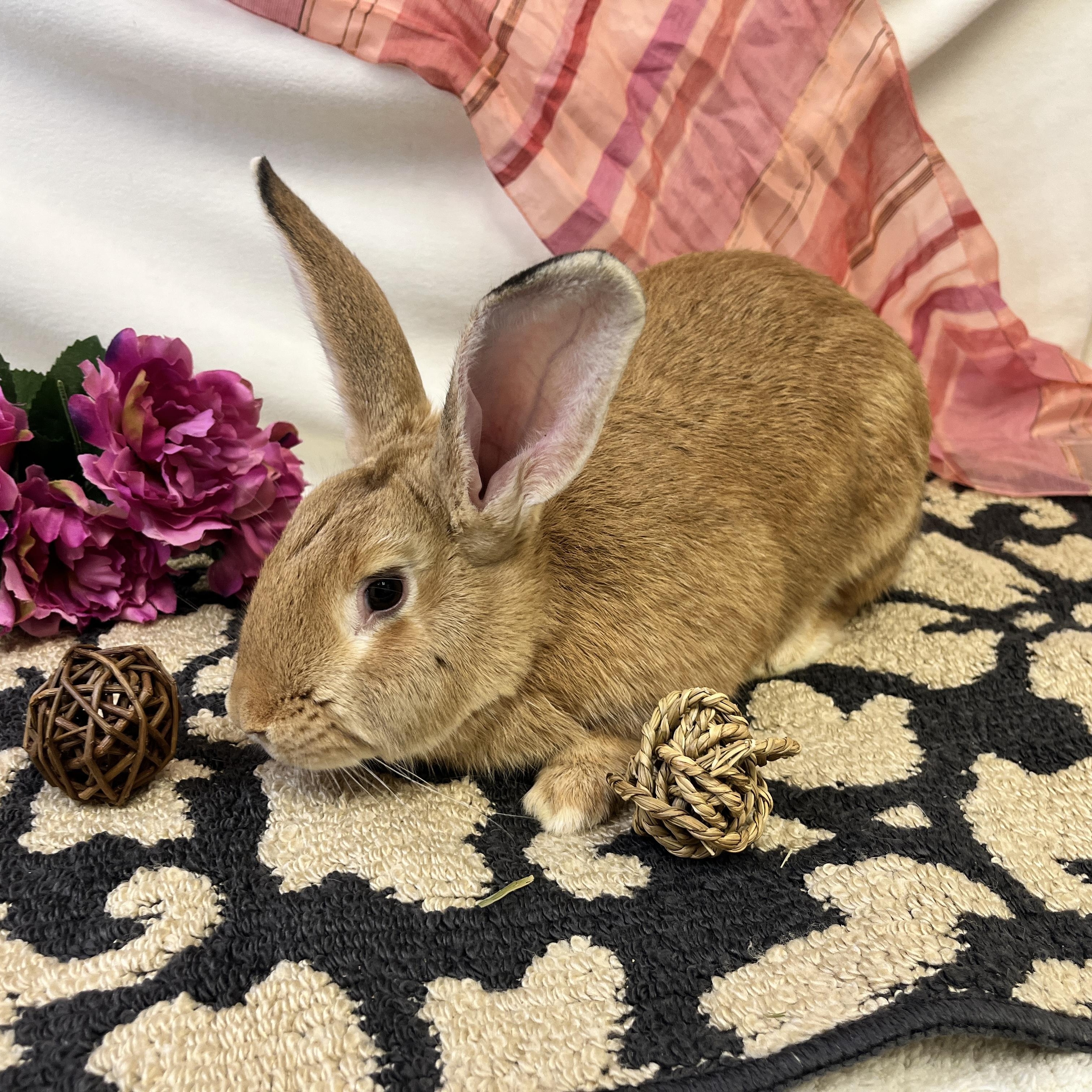 PrimRose, a Adoptable mixed breed in Oakland, CA image 1/6