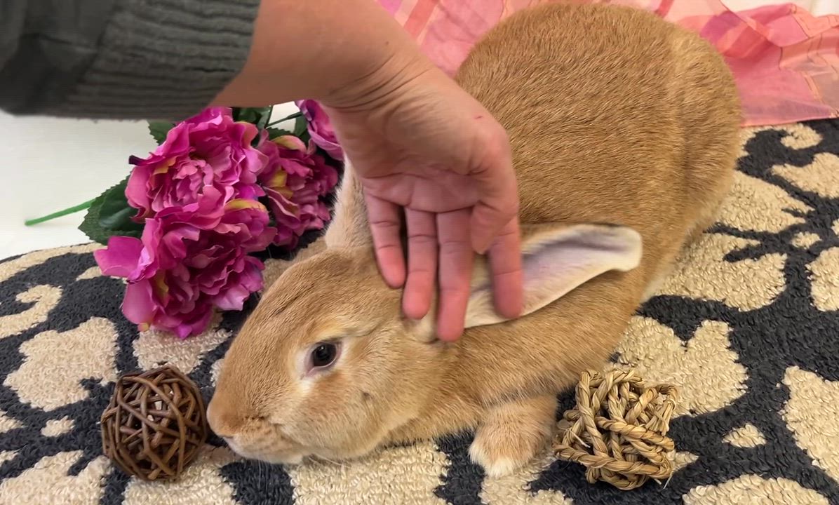 Enlarge PrimRose, a Adoptable mixed breed in Oakland, CA video 6/6