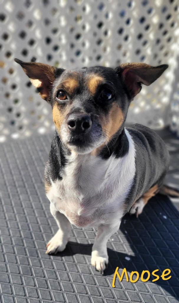 Moose, Adoptable, Adult Male Jack Russell Terrier & Beagle.