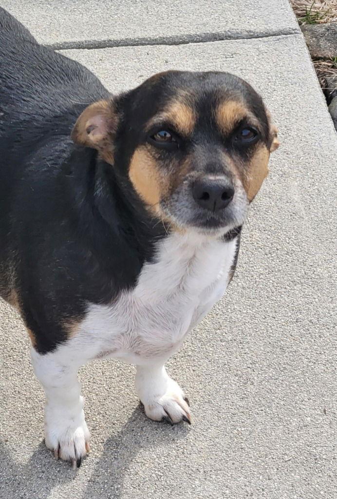 Moose, a Adoptable mixed breed in Lovingston, VA image 2/3