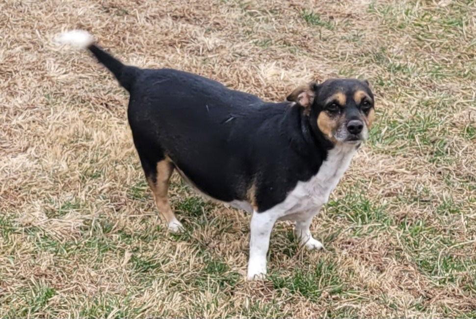 Moose, a Adoptable mixed breed in Lovingston, VA image 3/3