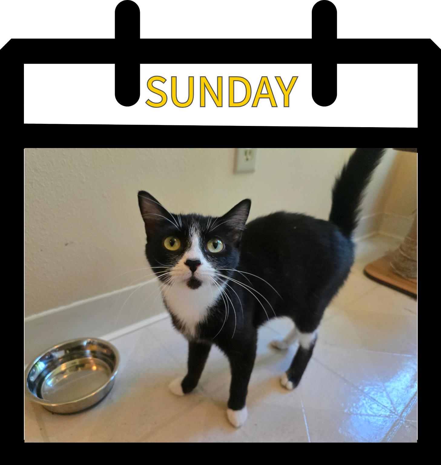 Enlarge Sunday, a Adoptable Domestic Short Hair in Newberg, OR image 1/1