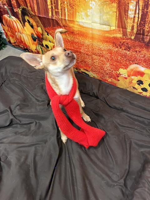 Enlarge TONY, a Adoptable mixed breed in Globe, AZ image 1/1