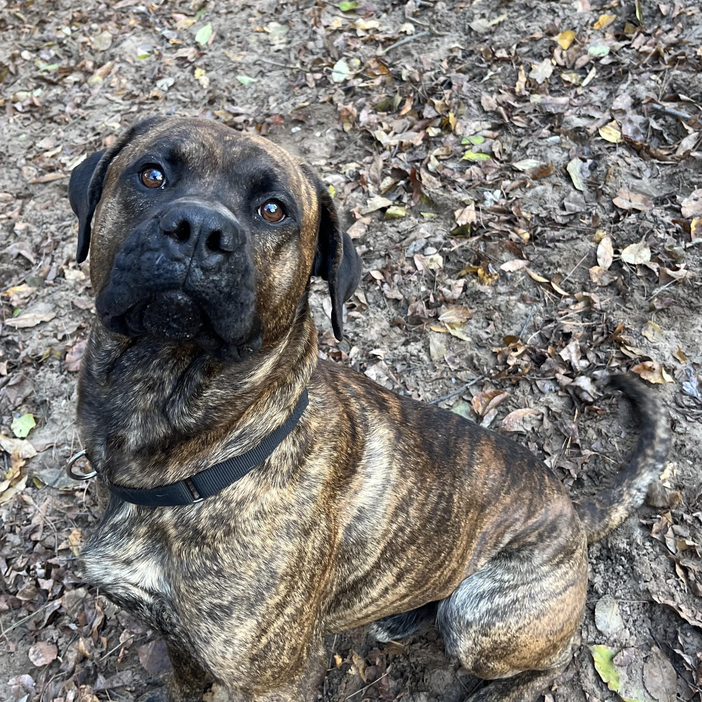 Enlarge Loki, a Adoptable Mixed Breed in Manistique, MI image 1/1