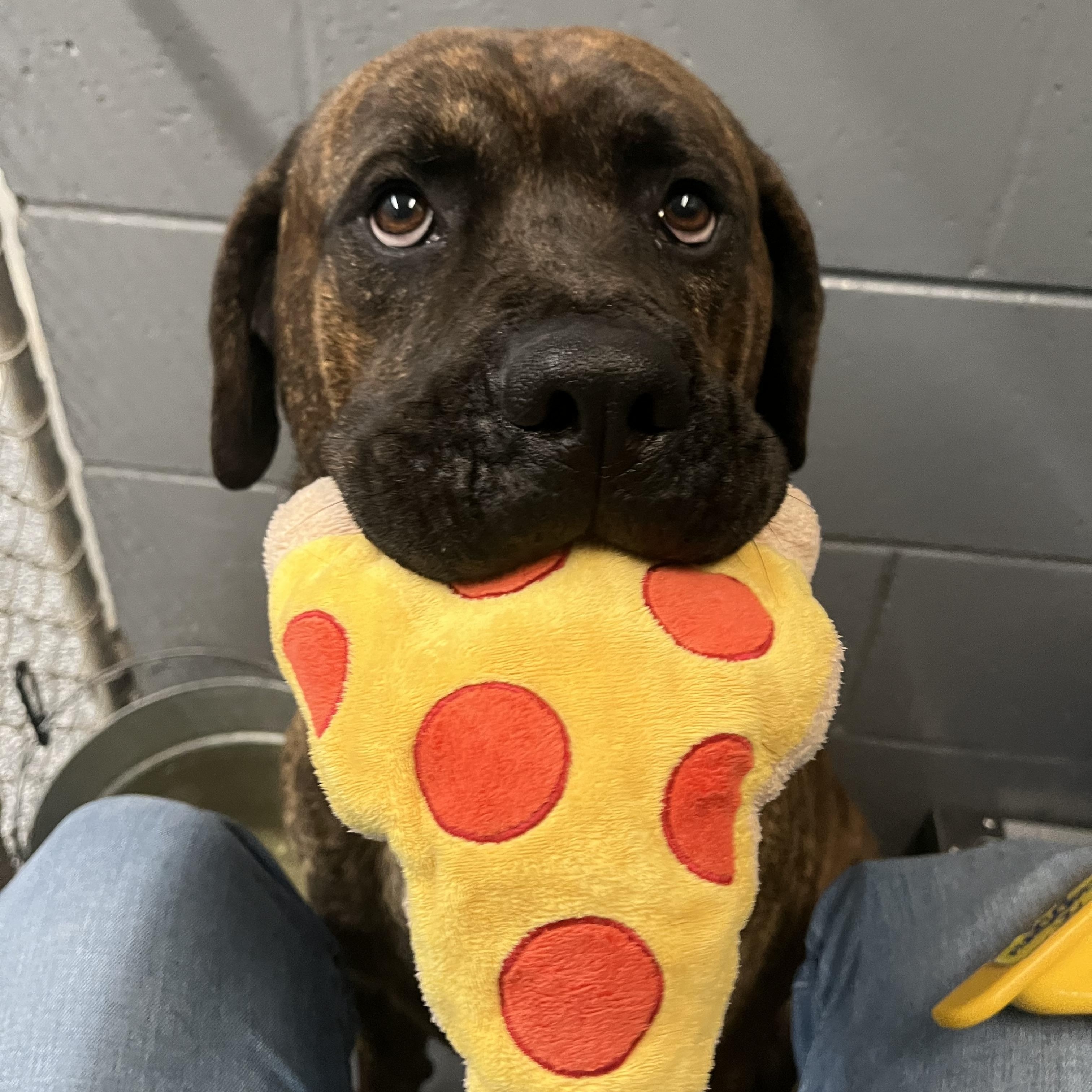 Loki, a Adoptable Mixed Breed in Manistique, MI image 1/4