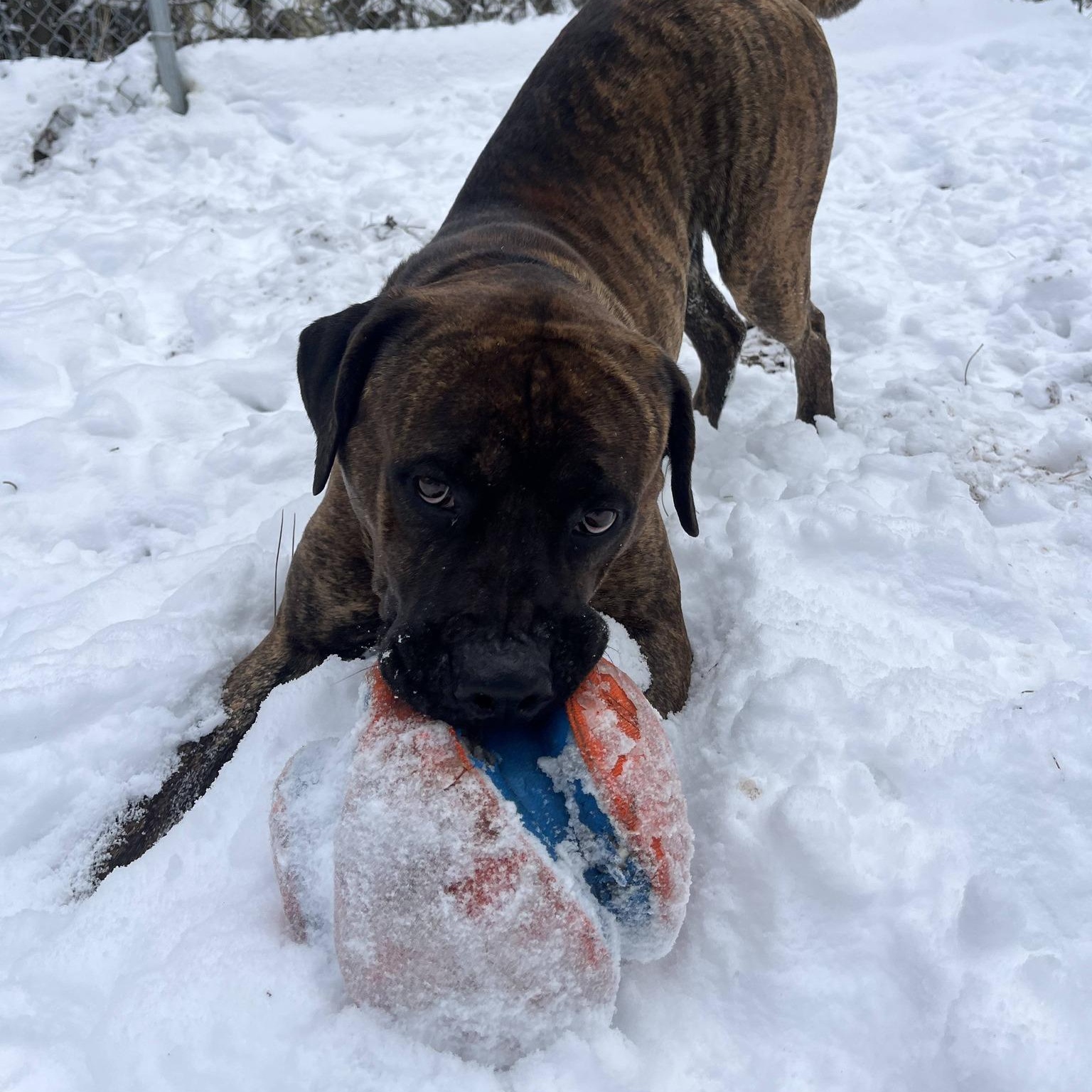 Enlarge Loki, a Adoptable Mixed Breed in Manistique, MI image 1/3