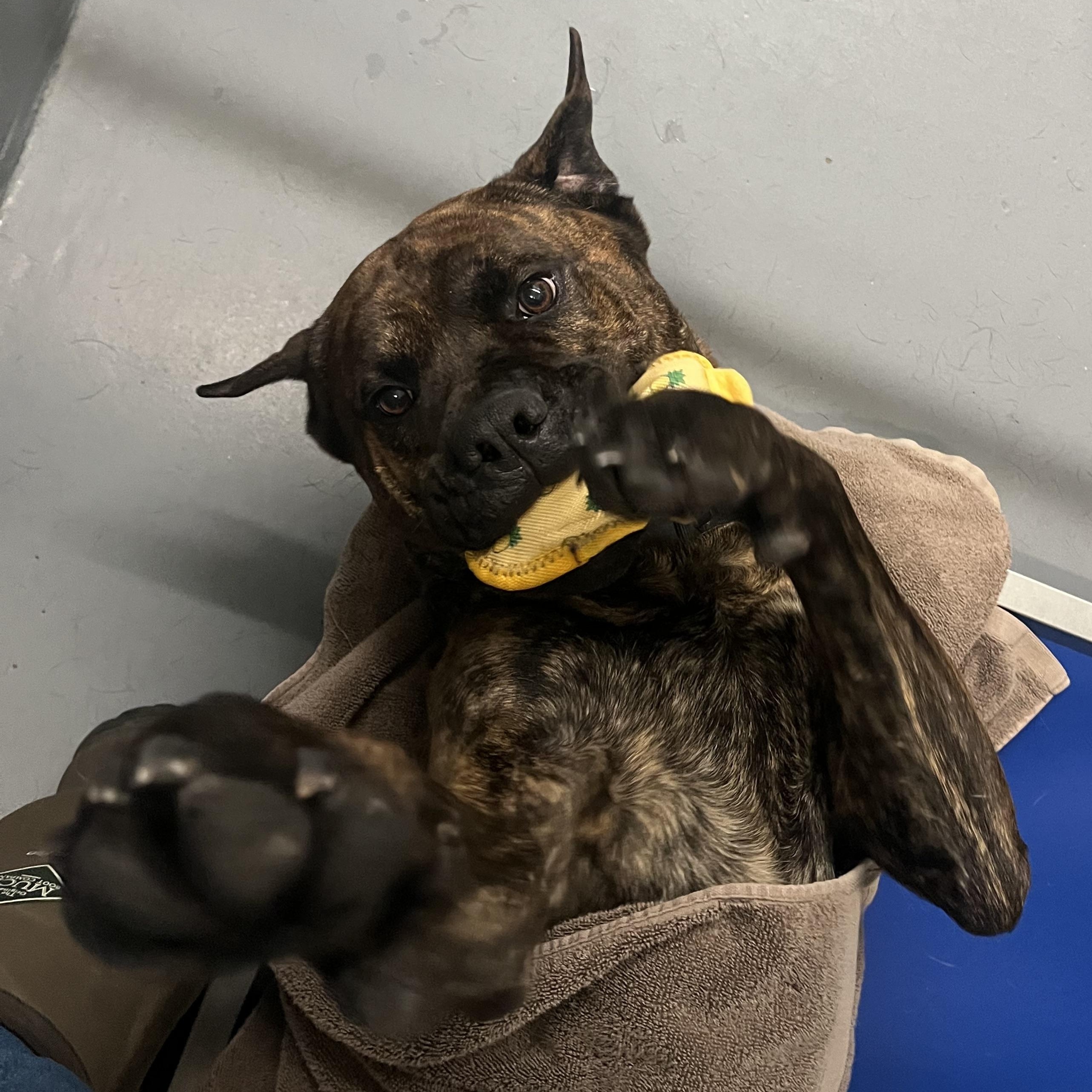 Loki, a Adoptable Mixed Breed in Manistique, MI image 3/4