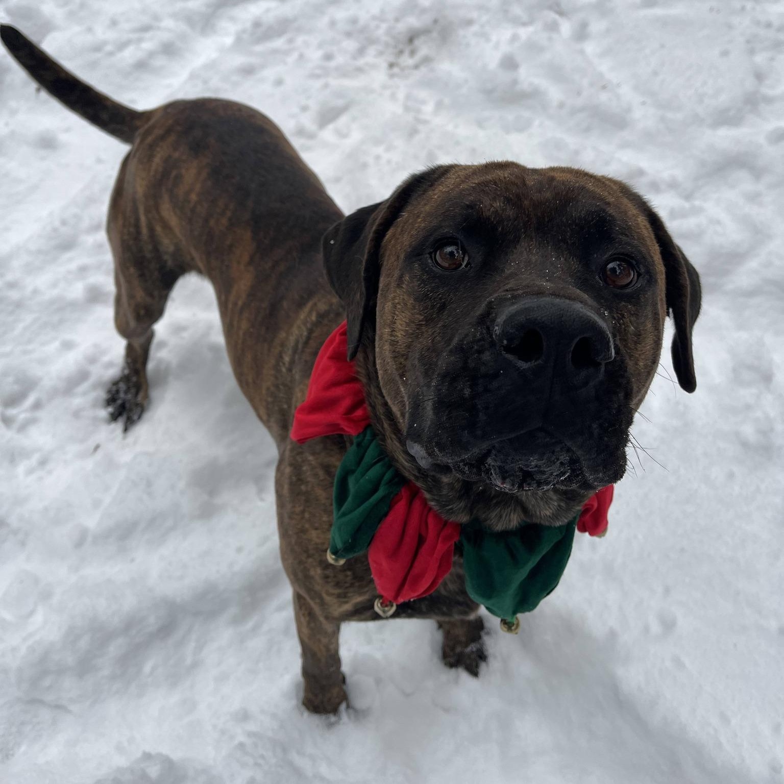 Enlarge Loki, a Adoptable Mixed Breed in Manistique, MI image 2/3