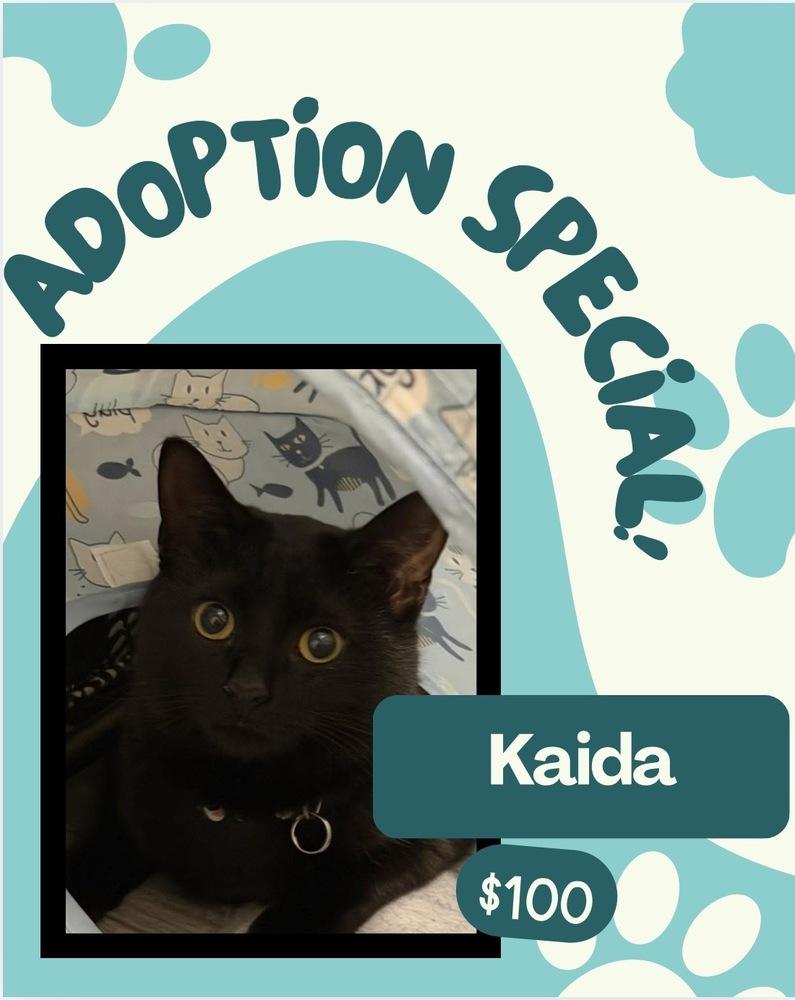 Kaida, Adoptable, Kitten Female Domestic Short Hair & Domestic Short Hair.
