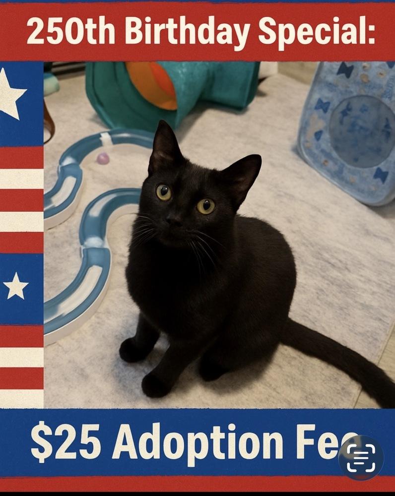 Kaida, Adoptable, Young Female Domestic Short Hair & Domestic Short Hair.