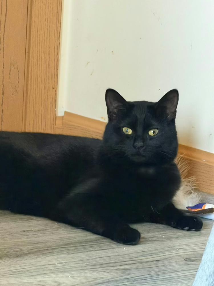Enlarge Kaida, a Adoptable mixed breed in Poplar Grove, IL image 3/6