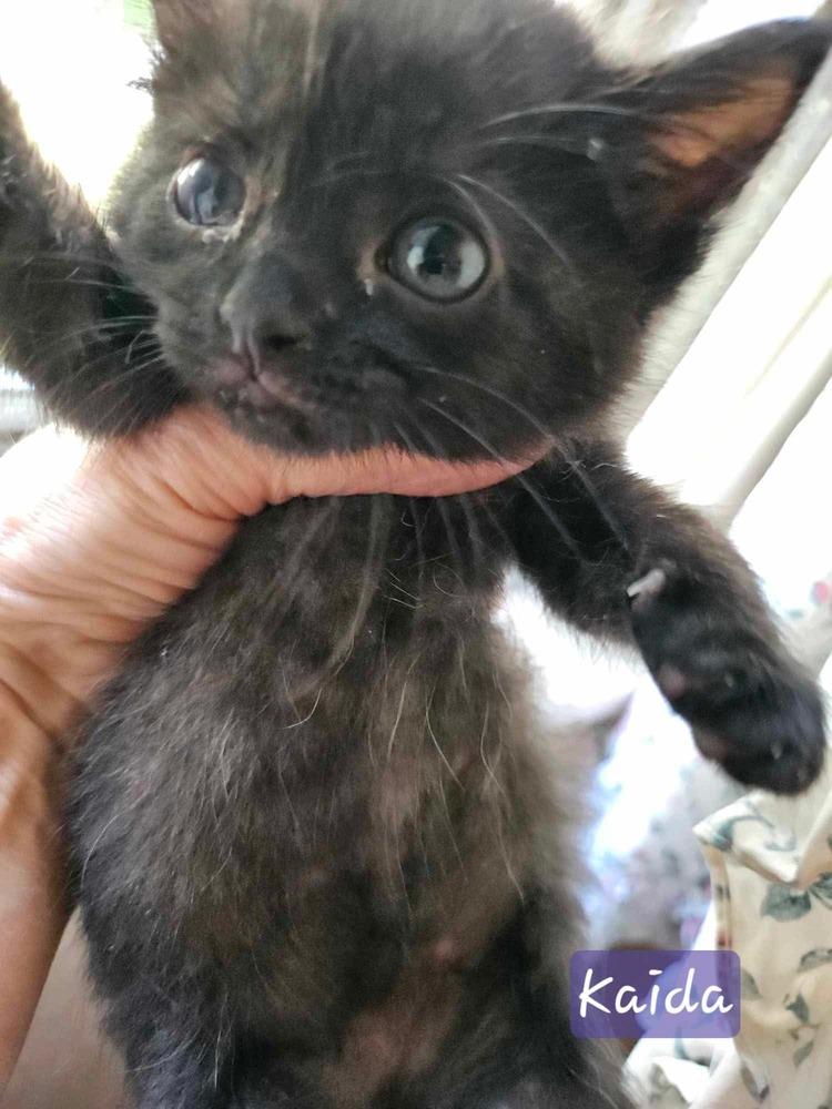 Kaida, Adoptable, Kitten Female Domestic Short Hair & Domestic Short Hair.