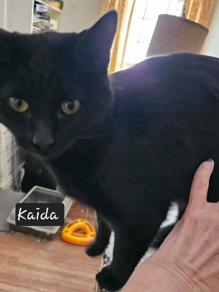 Kaida, Adoptable, Kitten Female Domestic Short Hair & Domestic Short Hair.