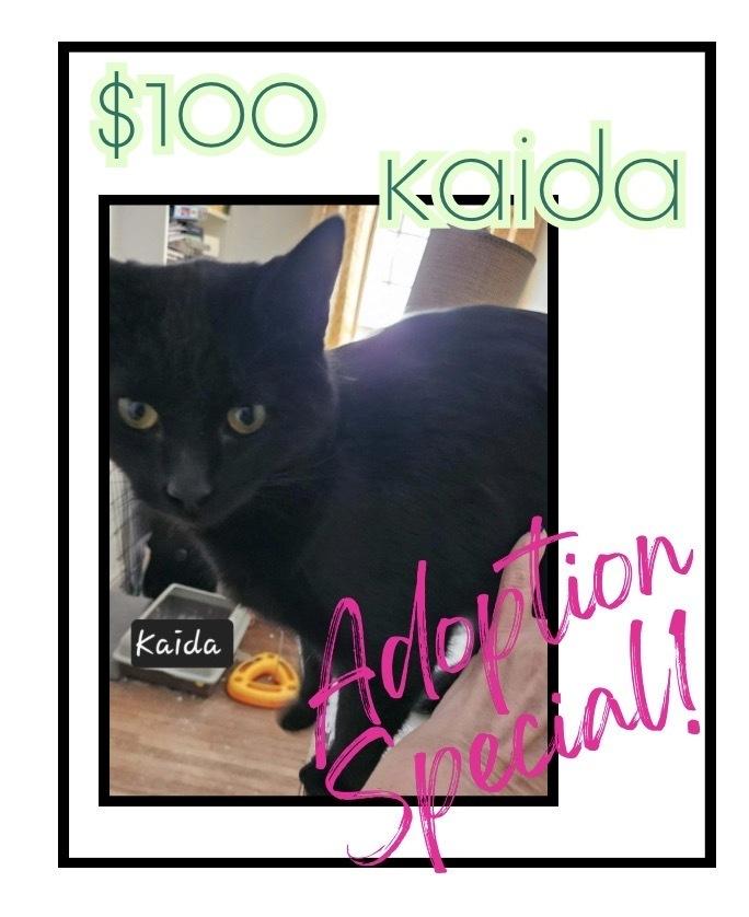 Enlarge Kaida, a Adoptable mixed breed in Poplar Grove, IL image 4/4