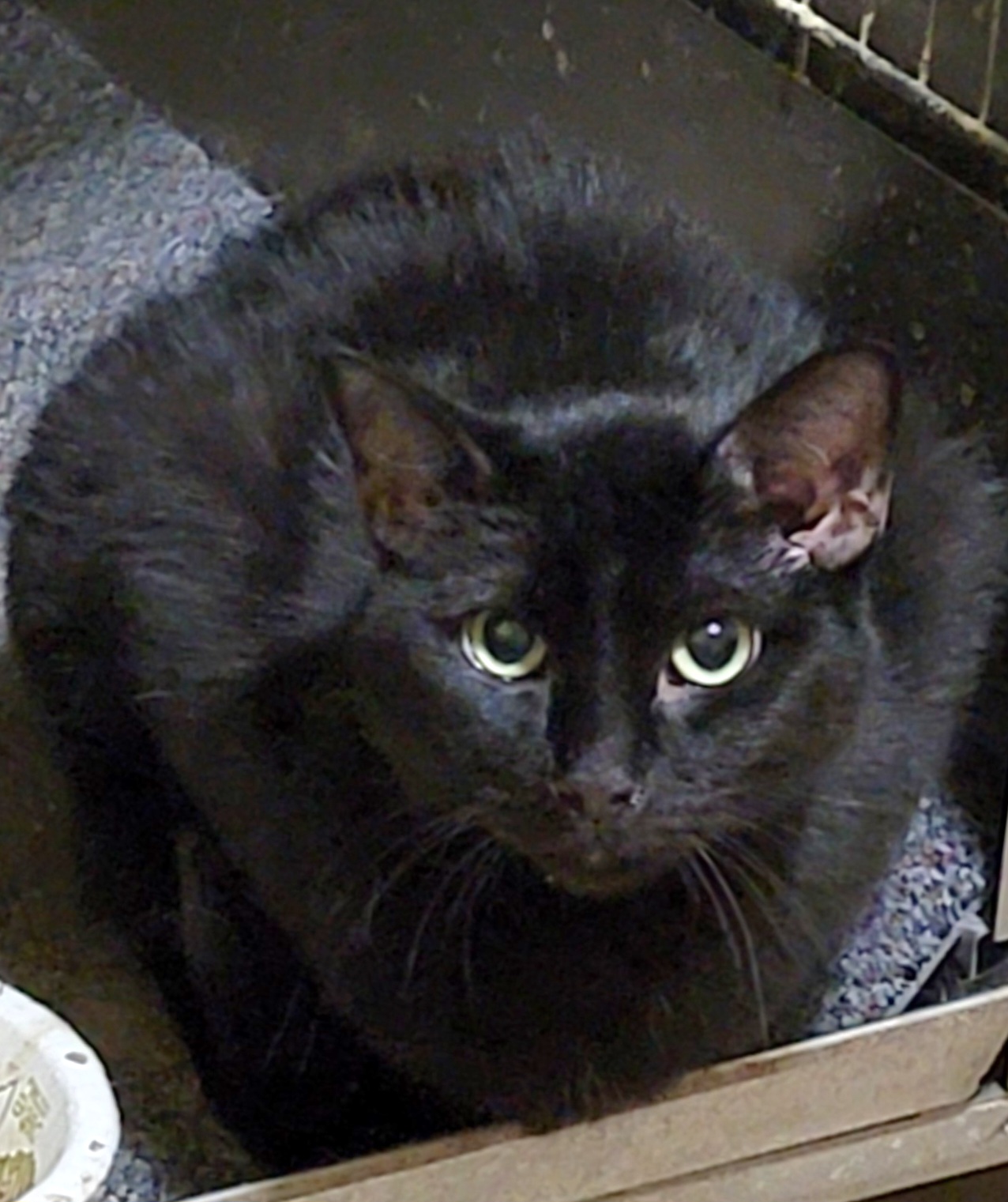 Enlarge Dana Scully, a Adoptable Bombay in Chicago, IL image 1/2