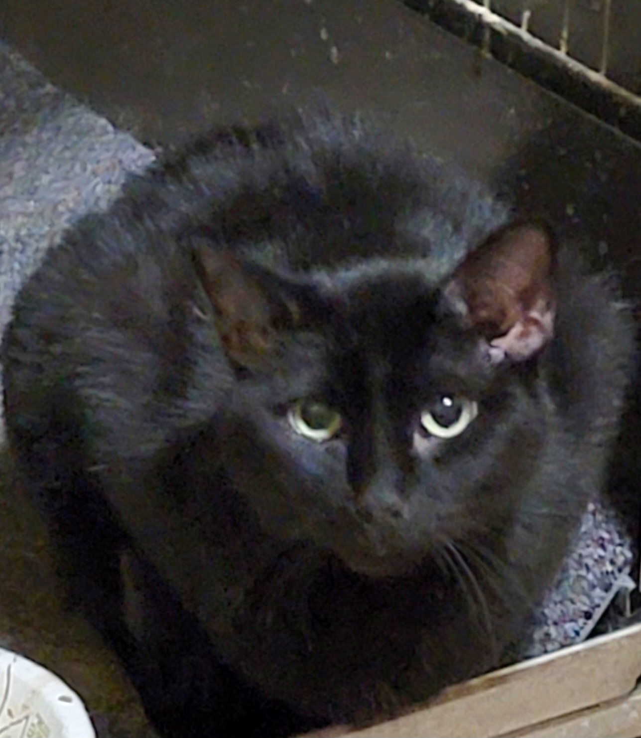 Enlarge Dana Scully, a Adoptable Bombay in Chicago, IL image 2/2