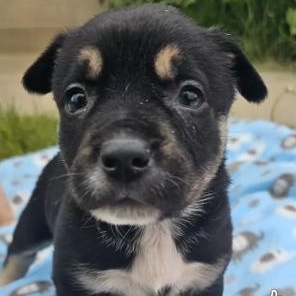 Bunny, ADOPTABLE, Puppy Female Australian Cattle Dog / Blue Heeler & Shepherd.