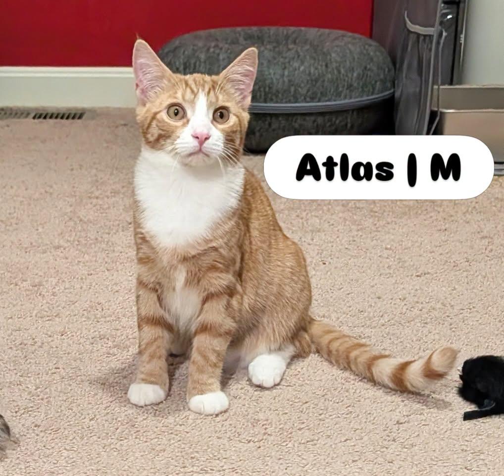 Atlas, Adoptable, Young Male Domestic Short Hair.