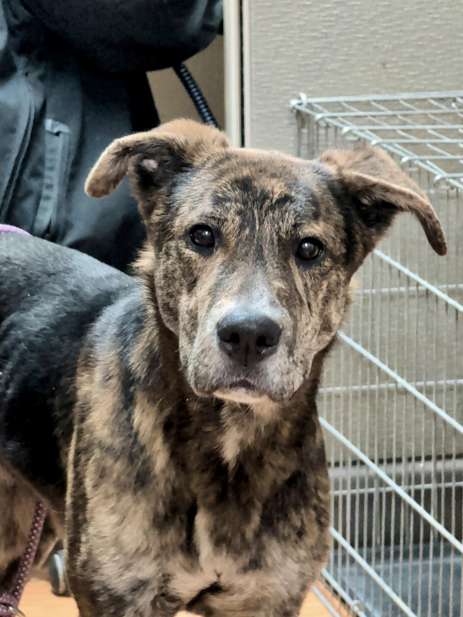 Vinnie, an adopted mixed breed in Petersburg, VA image 2/5