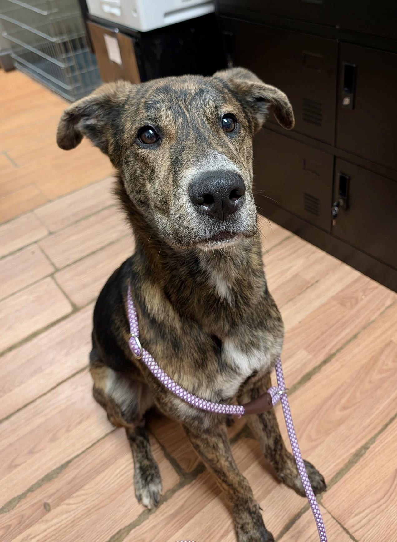 Vinnie, an adopted mixed breed in Petersburg, VA image 3/5