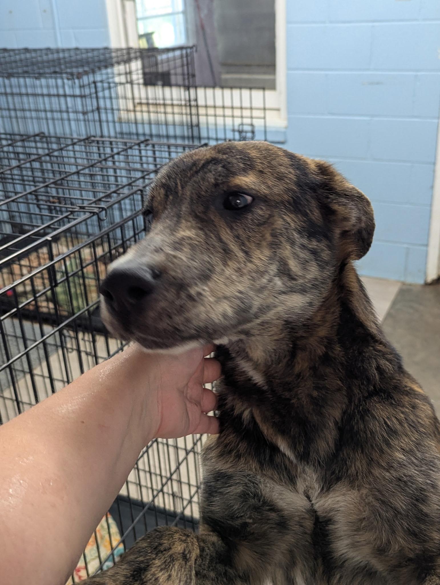 Vinnie, an adopted mixed breed in Petersburg, VA image 4/5