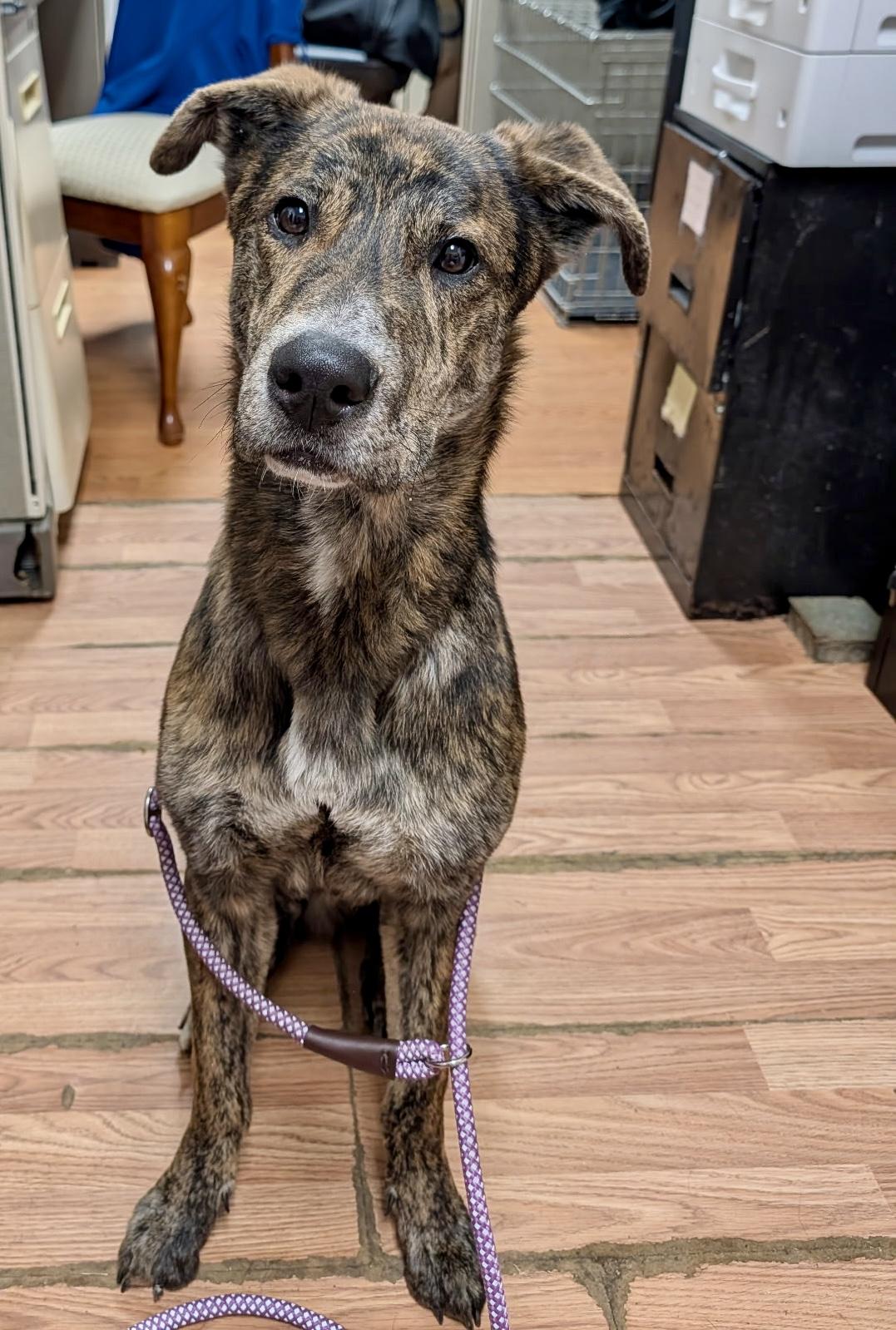 Vinnie, an adopted mixed breed in Petersburg, VA image 5/5