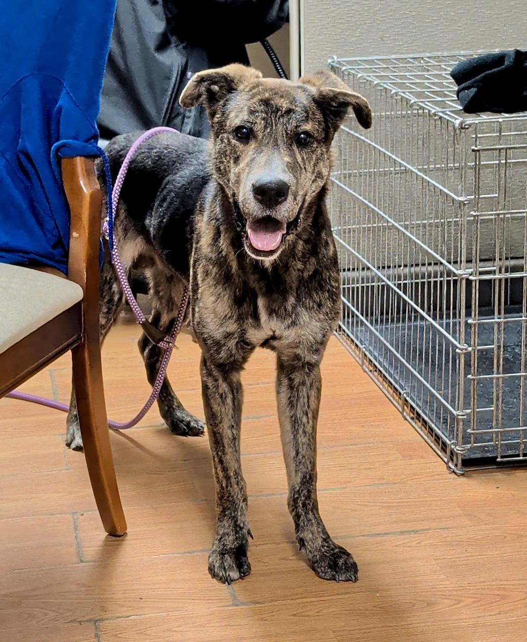 Vinnie, adopted, Young Male Plott Hound & Dutch Shepherd.