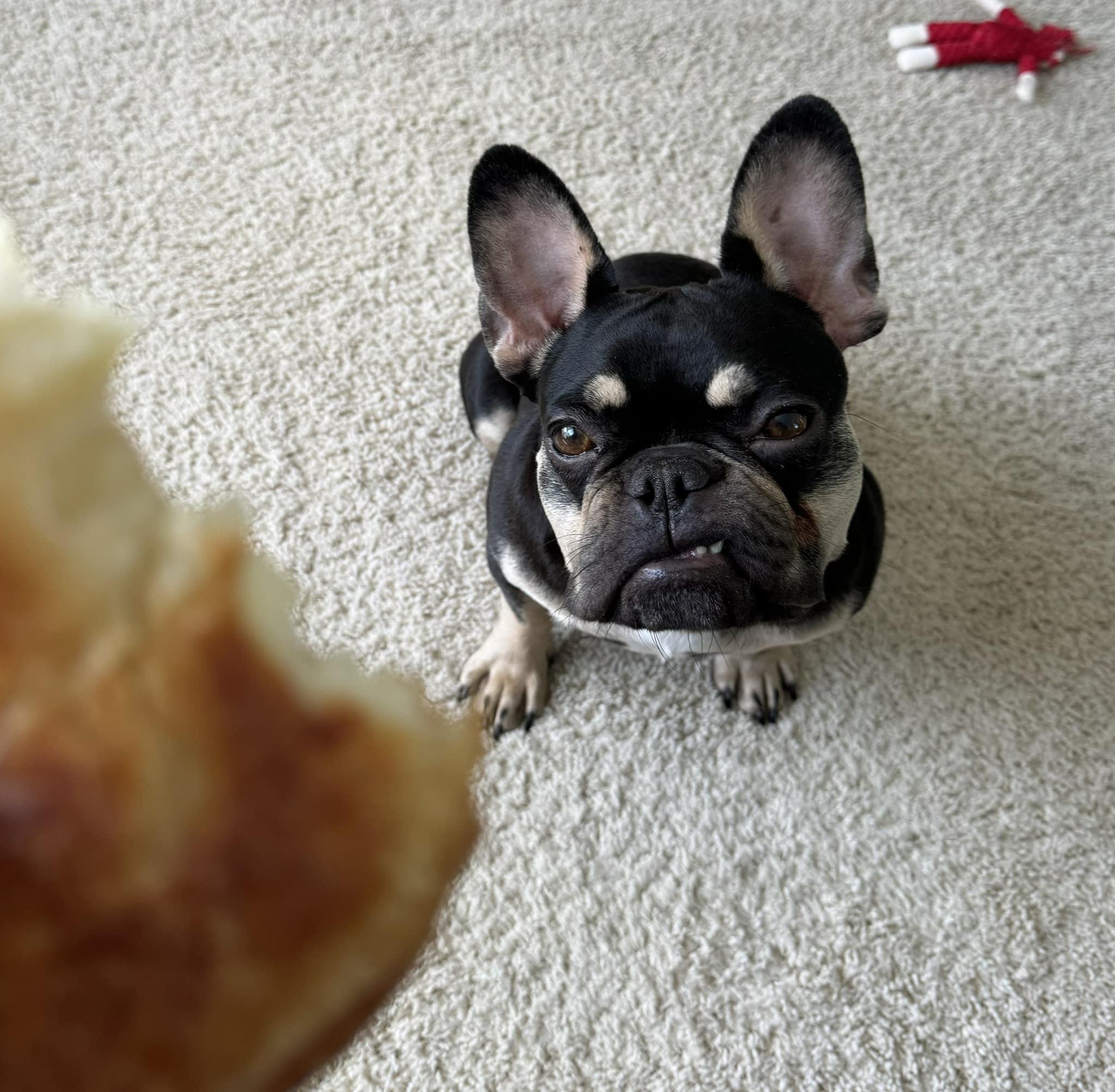 Tilly, Adopted, Adult Female French Bulldog.
