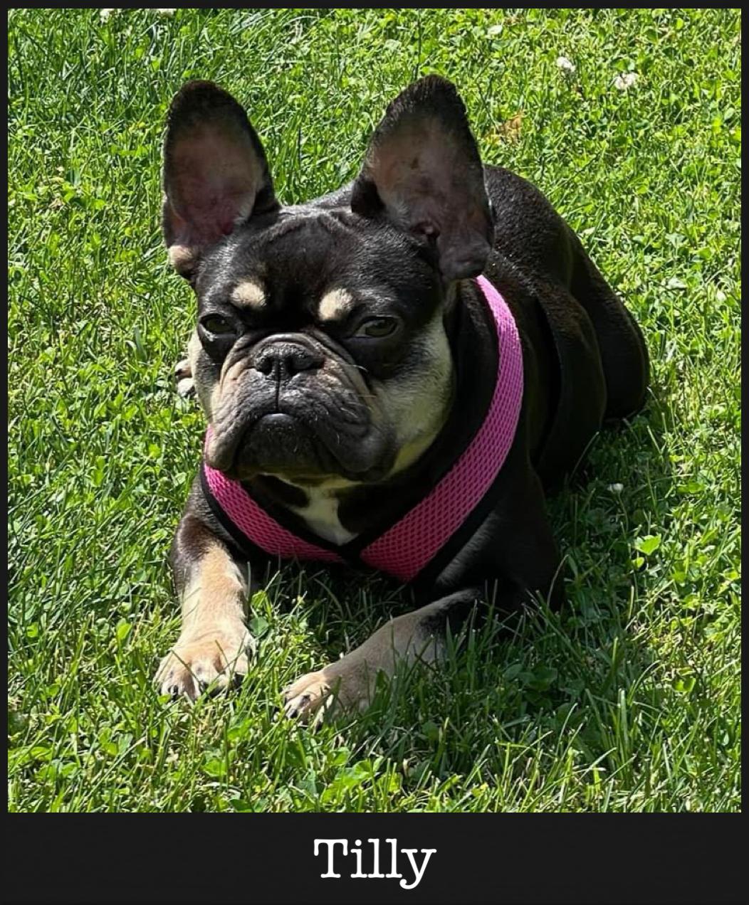 Enlarge Tilly, a Adopted French Bulldog in Wheaton, IL image 2/5