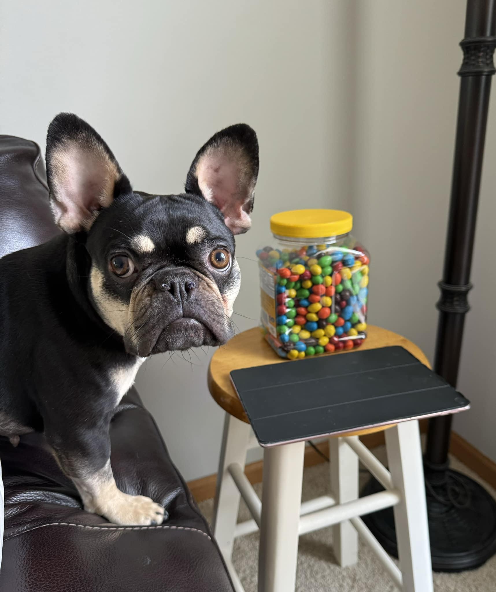 Enlarge Tilly, a Adopted French Bulldog in Wheaton, IL image 3/5