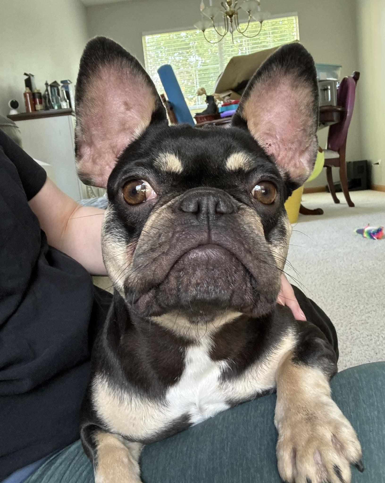 Enlarge Tilly, a Adopted French Bulldog in Wheaton, IL image 4/5