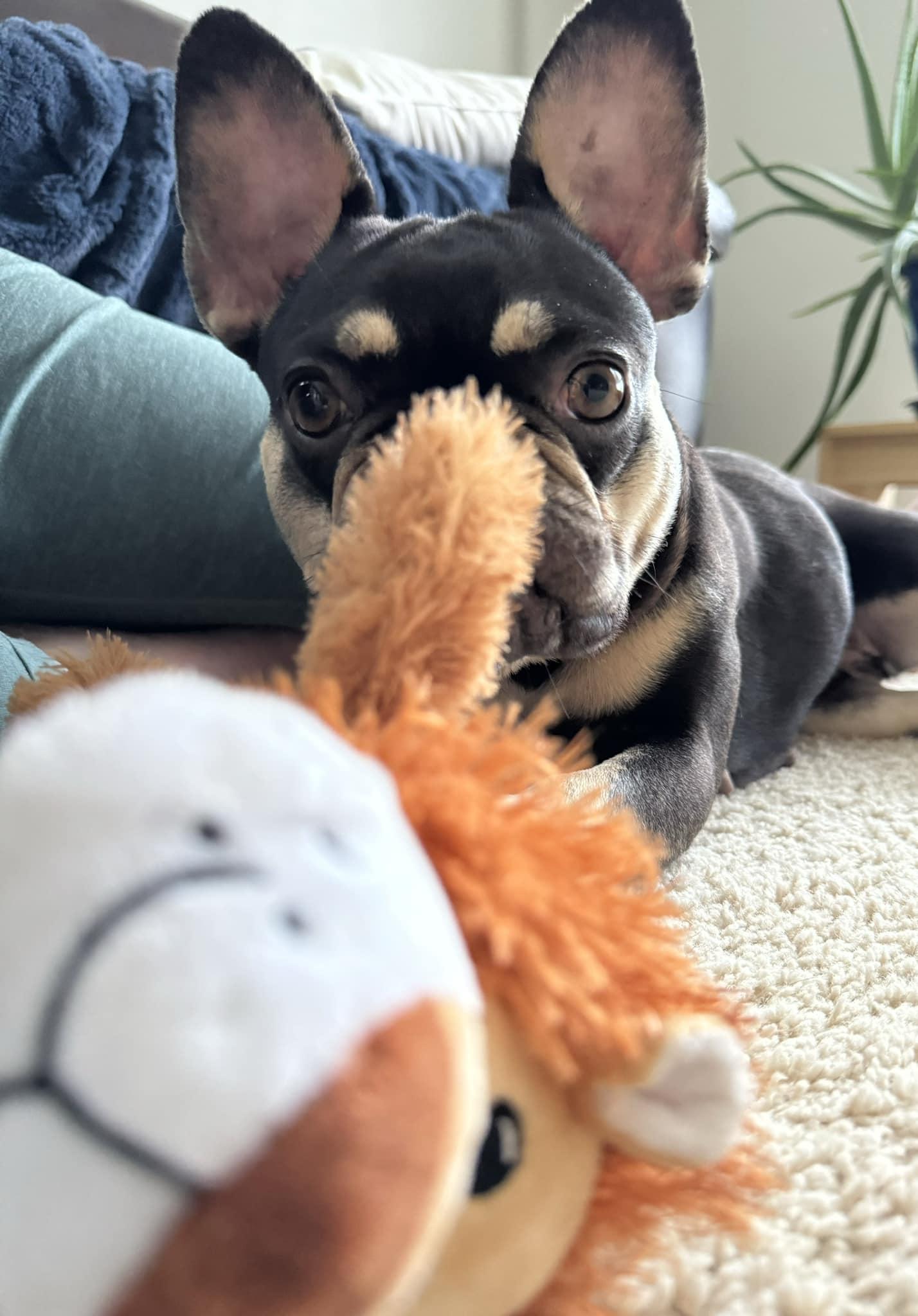 Enlarge Tilly, a Adopted French Bulldog in Wheaton, IL image 5/5