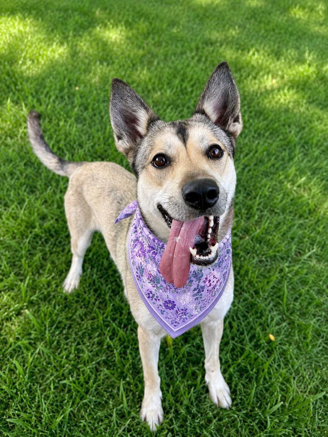 Louise, a ADOPTABLE mixed breed in Chandler, AZ image 4/5