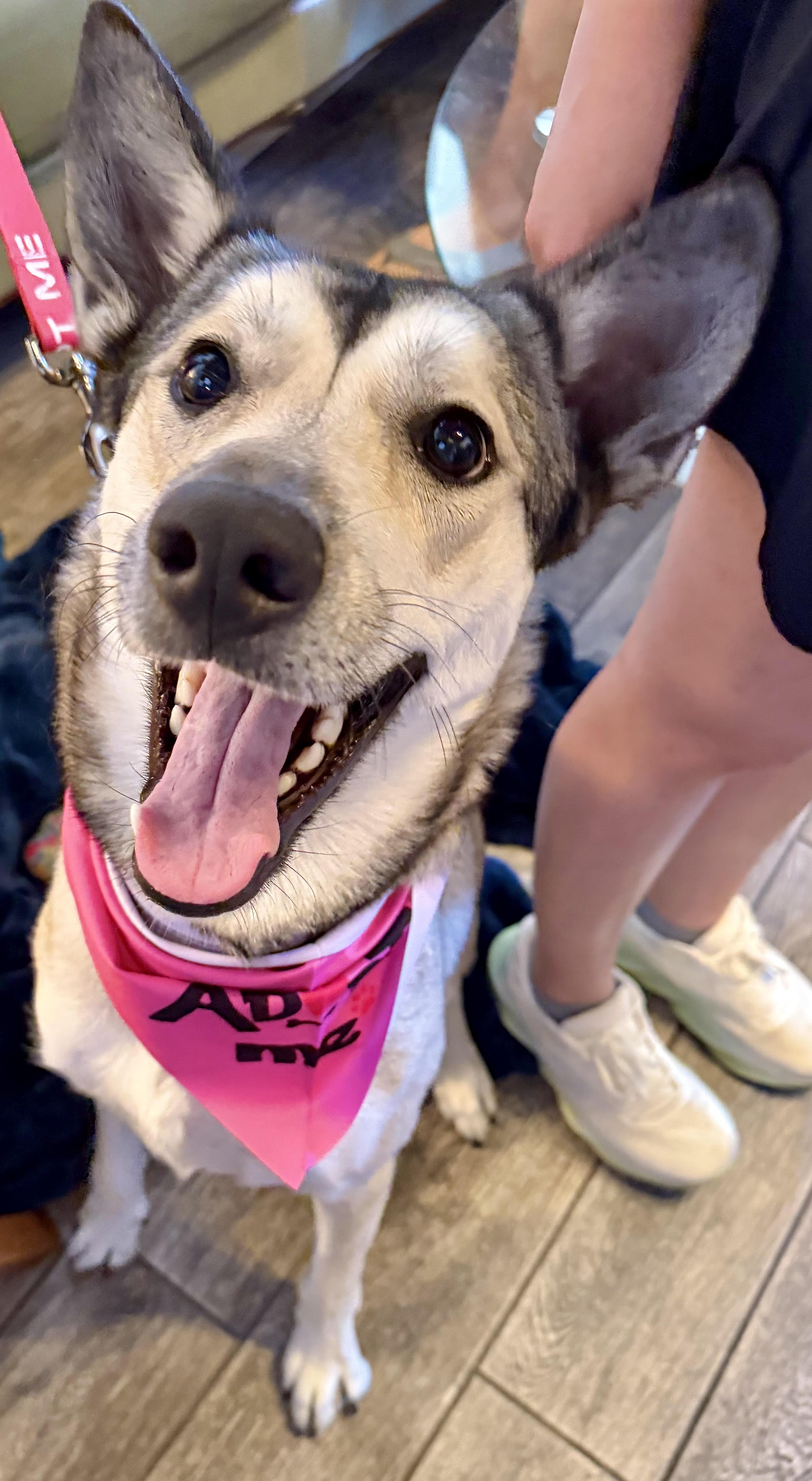 Louise, a ADOPTABLE mixed breed in Chandler, AZ image 5/5