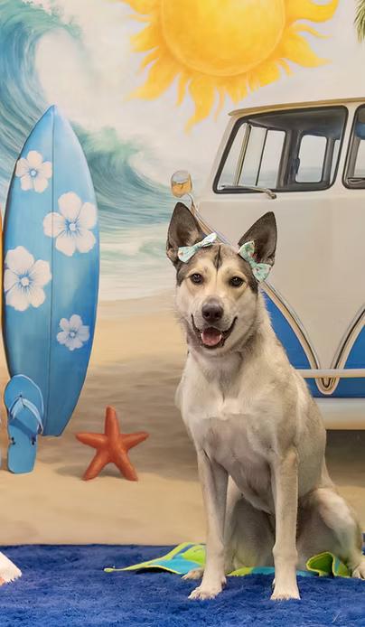 Louise, ADOPTABLE, Young Female Husky.